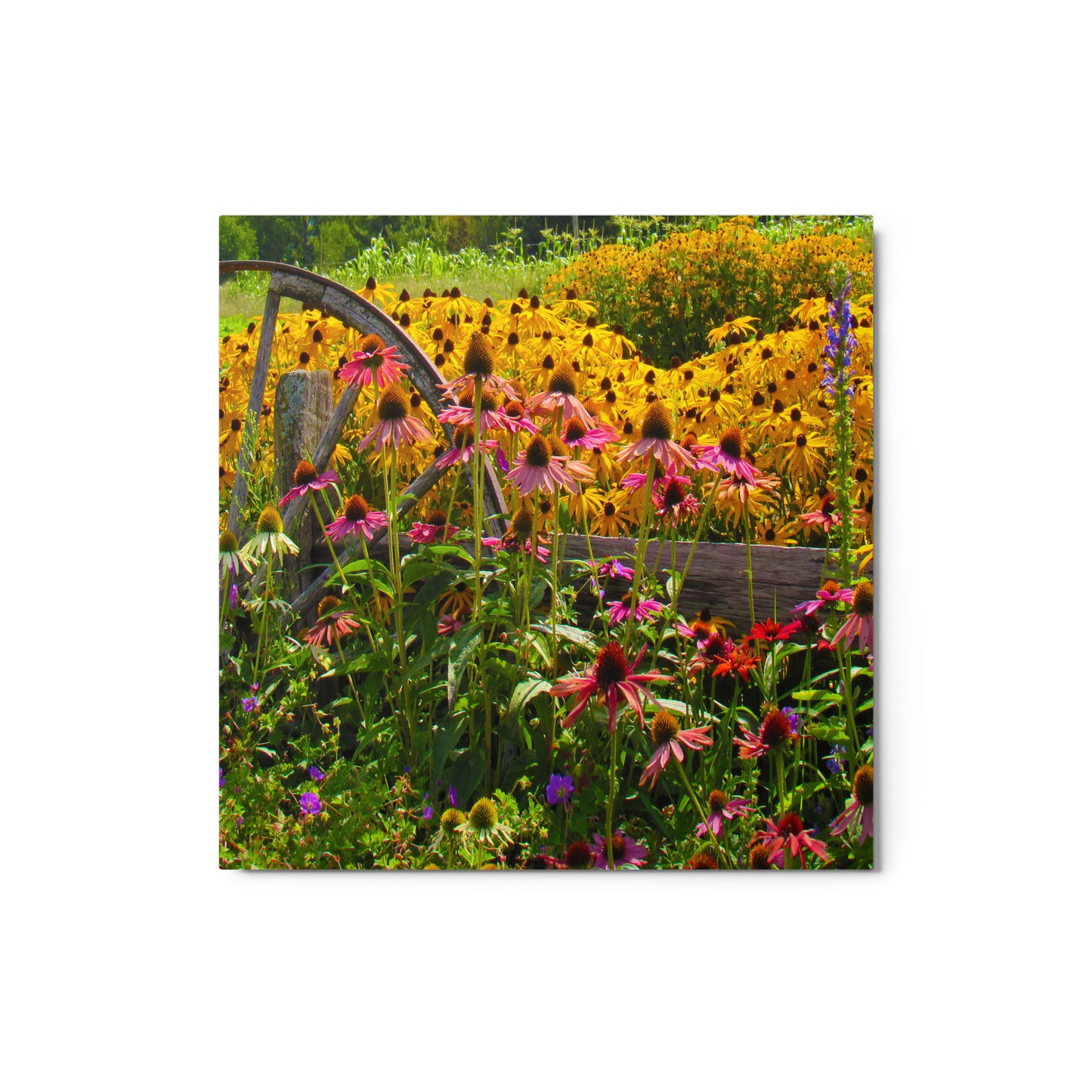 Breath-of-Fresh-Air Metal Print