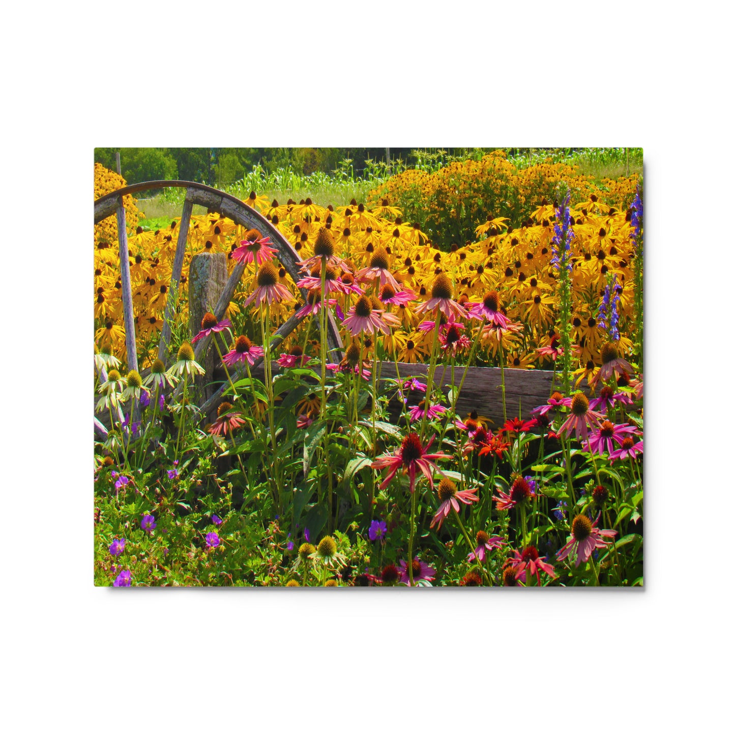 Breath-of-Fresh-Air Metal Print