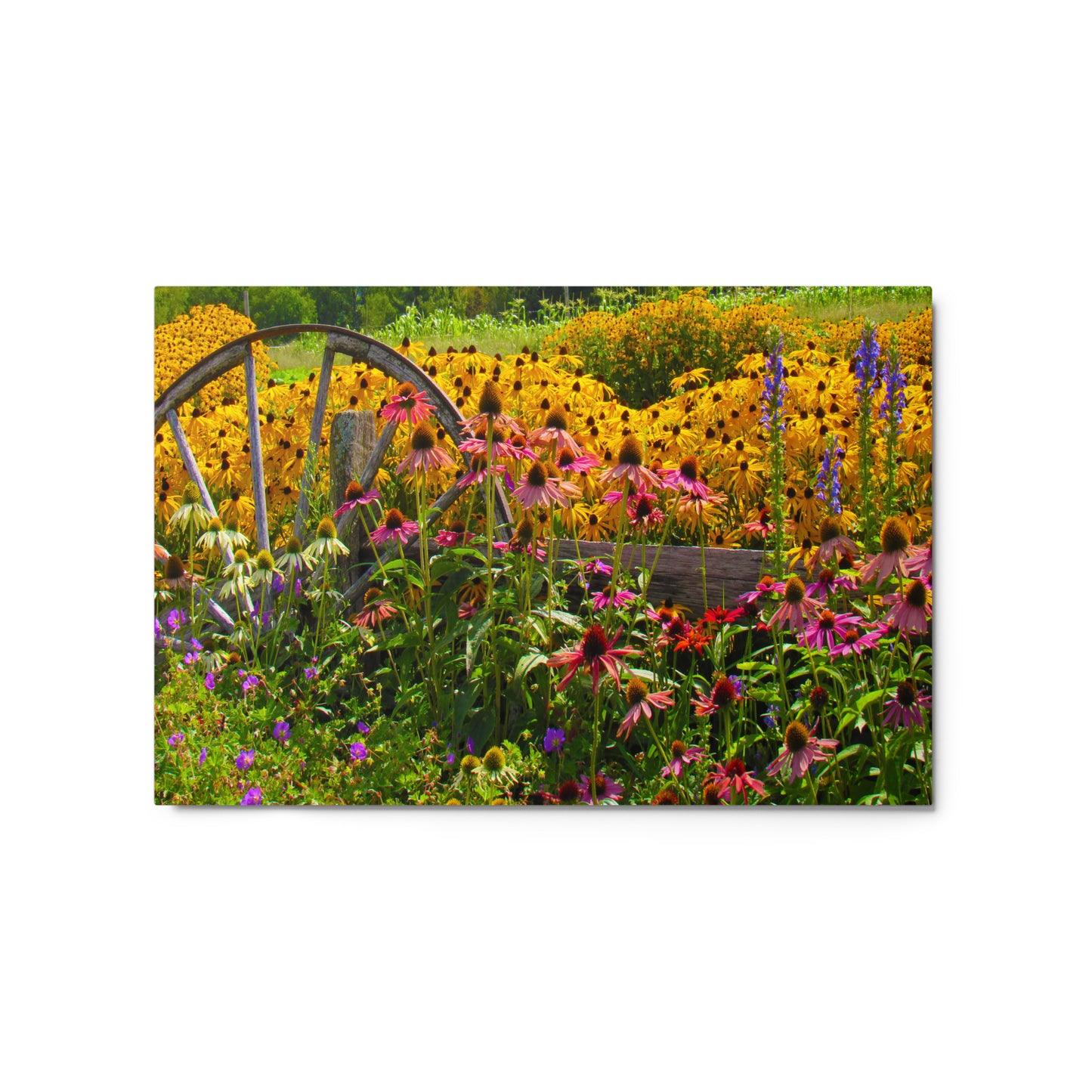 Breath-of-Fresh-Air Metal Print
