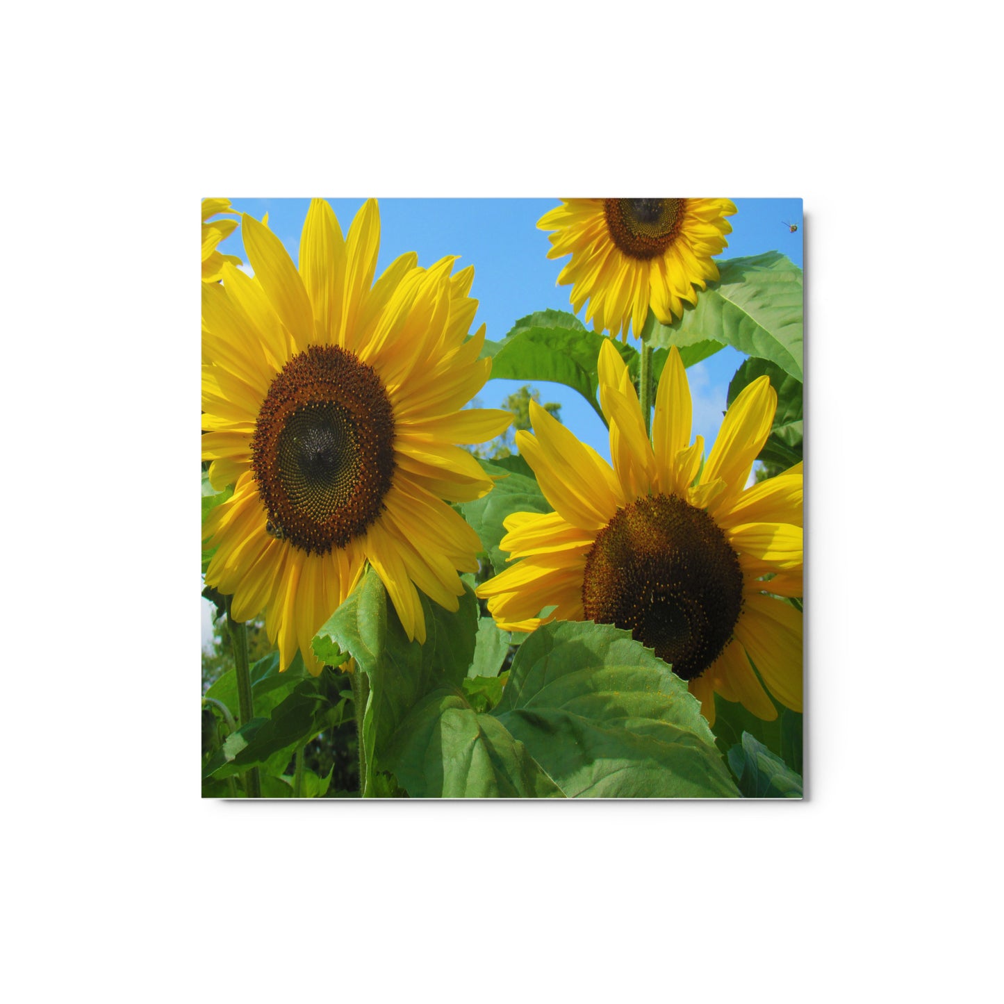 Sun Seekers Metal Print