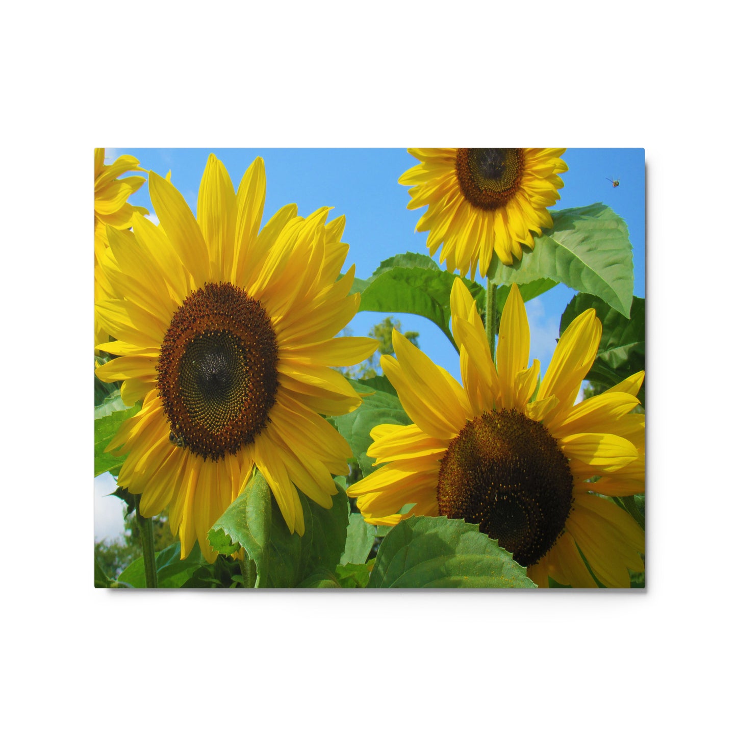 Sun Seekers Metal Print