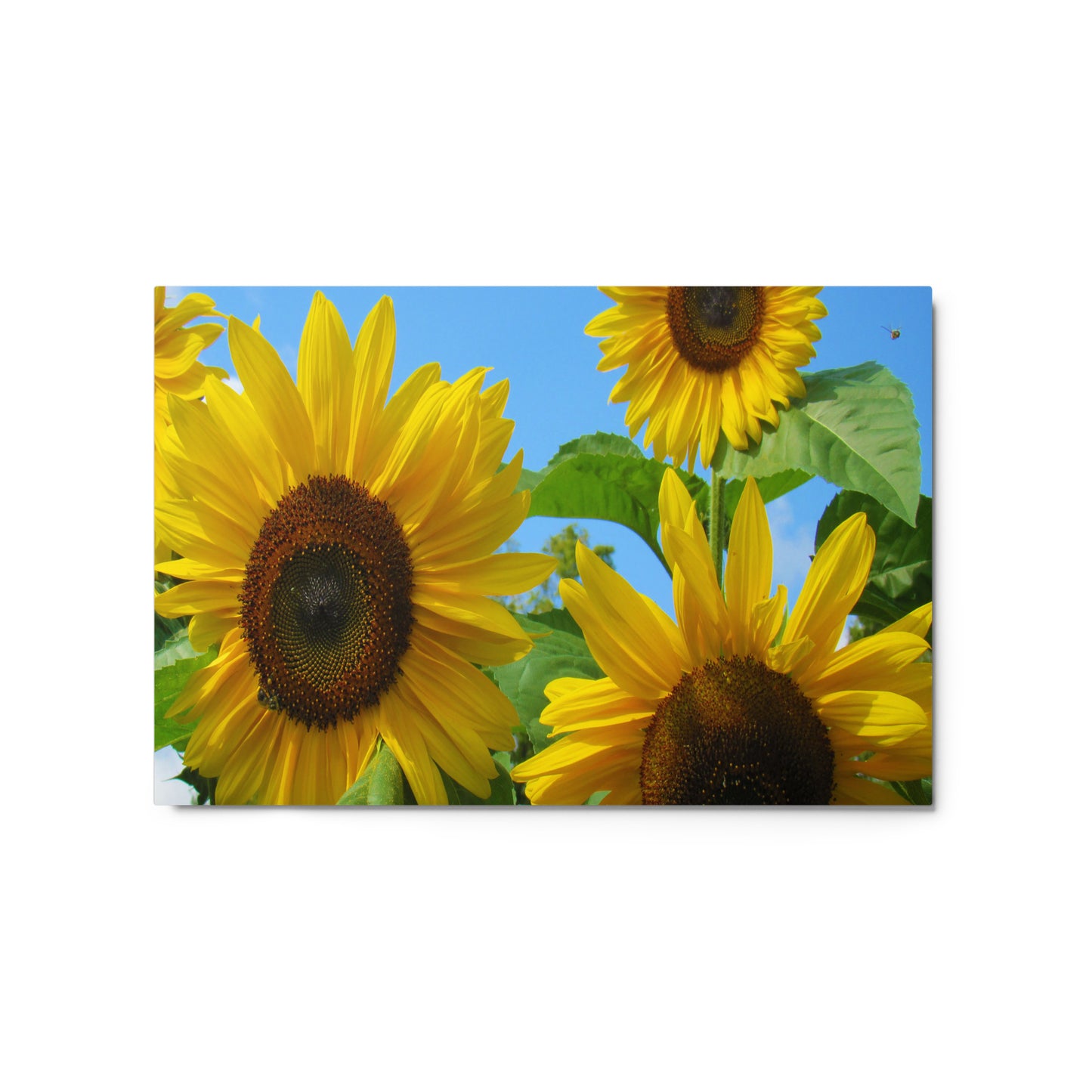 Sun Seekers Metal Print