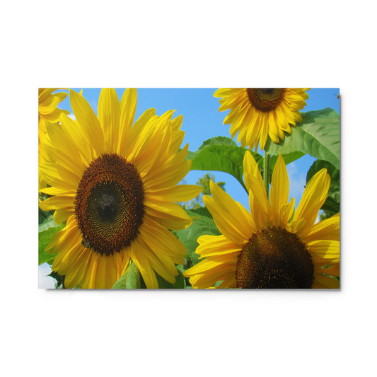 Sun Seekers Metal Print