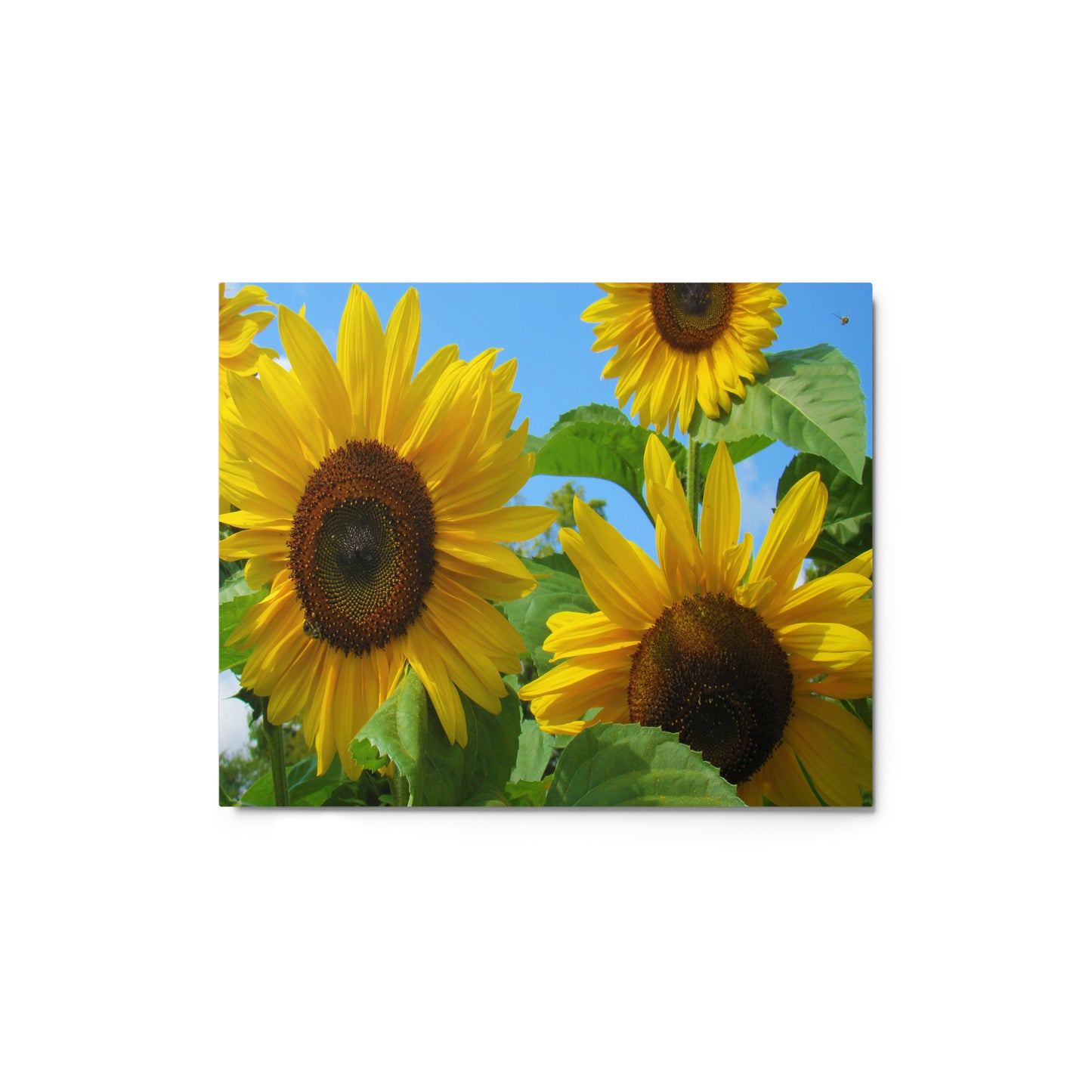 Sun Seekers Metal Print